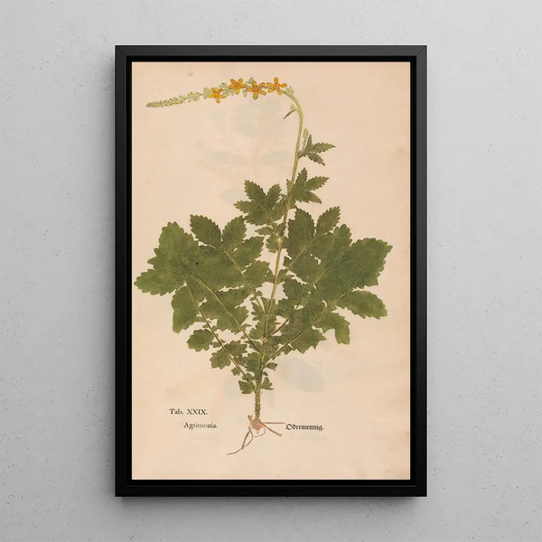 Reproduktion af maleriet Ectypa vegetabilium Pl029 - Christian Gottlieb Ludwig