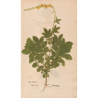 Christian Gottlieb Ludwig - Ectypa vegetabilium Pl029.webp
