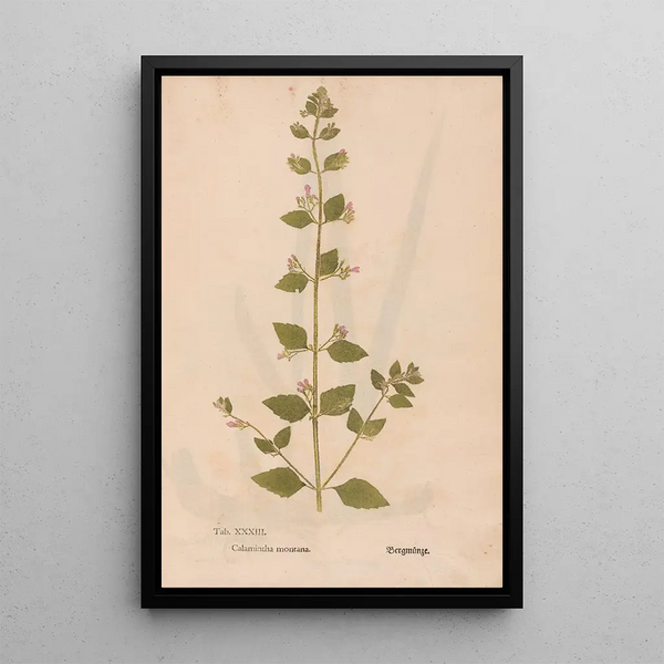 Reproduktion af maleriet Ectypa vegetabilium Pl033 - Christian Gottlieb Ludwig