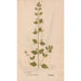 Reproduktion af maleriet Ectypa vegetabilium Pl033 - Christian Gottlieb Ludwig