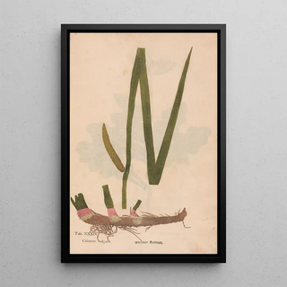 Christian Gottlieb Ludwig - Ectypa vegetabilium Pl034.webp