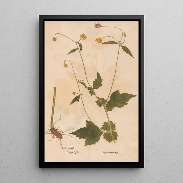 Reproduktion af maleriet Ectypa vegetabilium Pl036 - Christian Gottlieb Ludwig