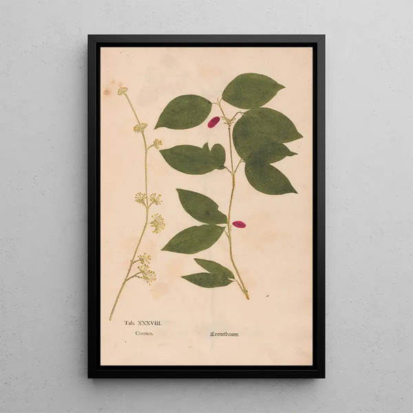 Reproduktion af maleriet Ectypa vegetabilium Pl038 - Christian Gottlieb Ludwig