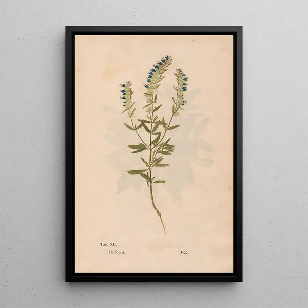 Reproduktion af maleriet Ectypa vegetabilium Pl040 - Christian Gottlieb Ludwig