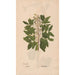 Ectypa vegetabilium Pl041 - Christian Gottlieb Ludwig — visning af kunstværket