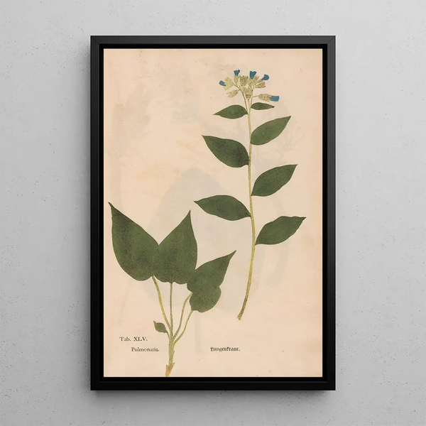 Reproduktion af maleriet Ectypa vegetabilium Pl045 - Christian Gottlieb Ludwig