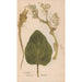 Ectypa vegetabilium Pl046 - Christian Gottlieb Ludwig — visning af kunstværket