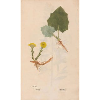 Christian Gottlieb Ludwig - Ectypa vegetabilium Pl050.webp