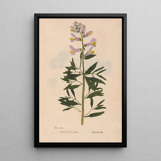 Christian Gottlieb Ludwig - Ectypa vegetabilium Pl051.webp