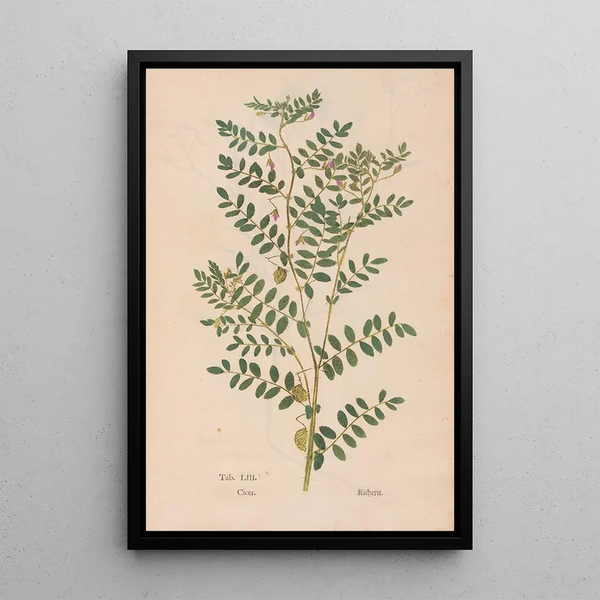 Reproduktion af maleriet Ectypa vegetabilium Pl053 - Christian Gottlieb Ludwig