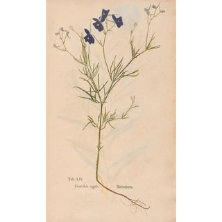 Christian Gottlieb Ludwig - Ectypa vegetabilium Pl054.webp