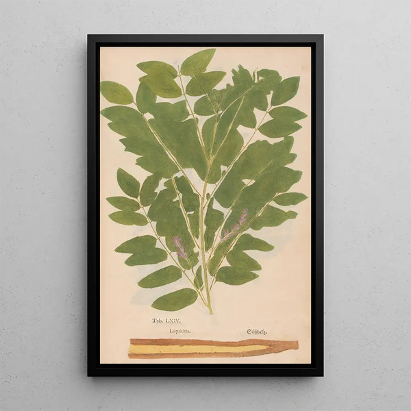 Reproduktion af maleriet Ectypa vegetabilium Pl064 - Christian Gottlieb Ludwig