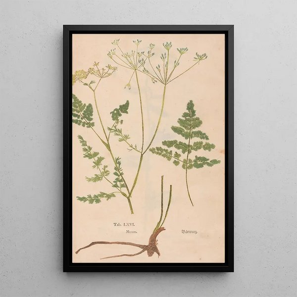 Reproduktion af maleriet Ectypa vegetabilium Pl066 - Christian Gottlieb Ludwig