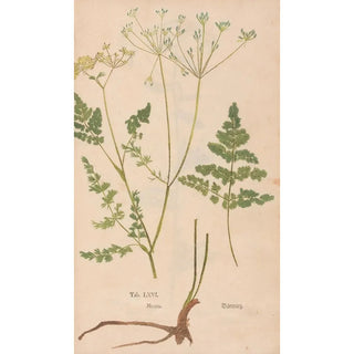 Christian Gottlieb Ludwig - Ectypa vegetabilium Pl066.webp