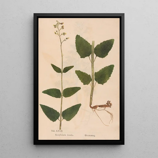Reproduktion af maleriet Ectypa vegetabilium Pl072 - Christian Gottlieb Ludwig