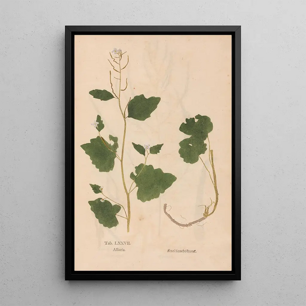 Reproduktion af maleriet Ectypa vegetabilium Pl077 - Christian Gottlieb Ludwig