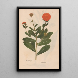 Christian Gottlieb Ludwig - Ectypa vegetabilium Pl079.webp