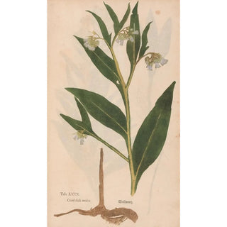 Christian Gottlieb Ludwig - Ectypa vegetabilium Pl080.webp
