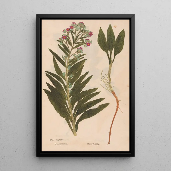 Reproduktion af maleriet Ectypa vegetabilium Pl081 - Christian Gottlieb Ludwig