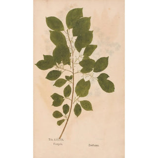 Christian Gottlieb Ludwig - Ectypa vegetabilium Pl082.webp