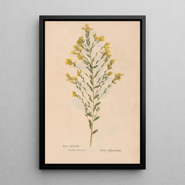 Reproduktion af maleriet Ectypa vegetabilium Pl084 - Christian Gottlieb Ludwig