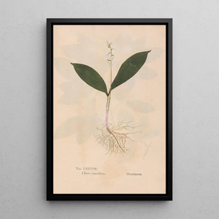 Christian Gottlieb Ludwig - Ectypa vegetabilium Pl087.webp