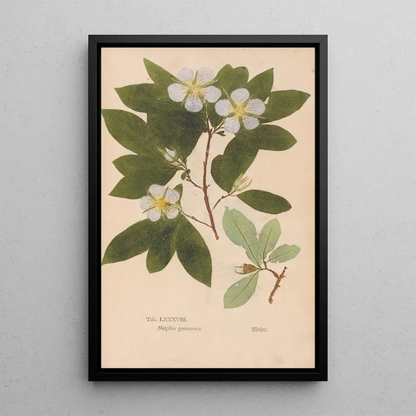 Reproduktion af maleriet Ectypa vegetabilium Pl088 - Christian Gottlieb Ludwig