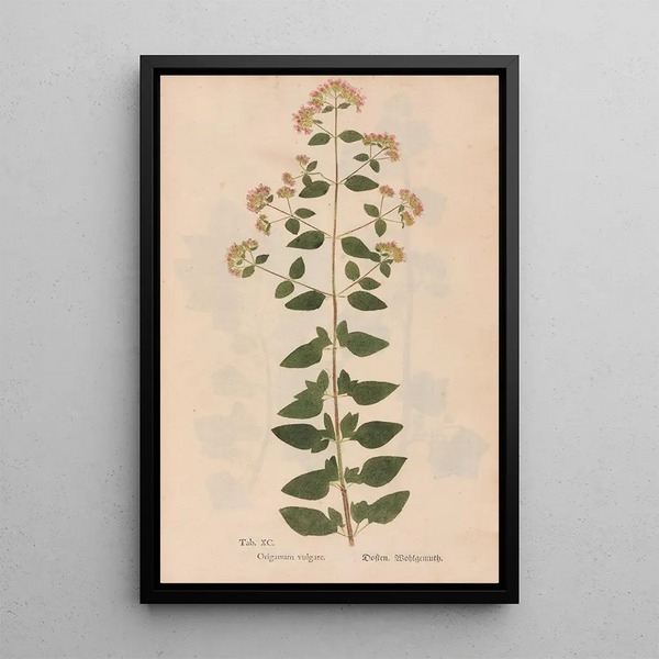 Reproduktion af maleriet Ectypa vegetabilium Pl090 - Christian Gottlieb Ludwig
