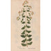 Reproduktion af maleriet Ectypa vegetabilium Pl090 - Christian Gottlieb Ludwig