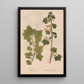 Christian Gottlieb Ludwig - Ectypa vegetabilium Pl091.webp