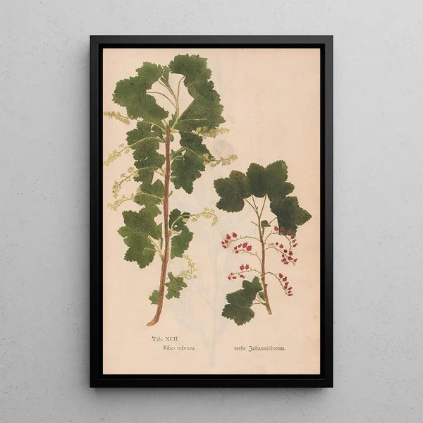 Reproduktion af maleriet Ectypa vegetabilium Pl092 - Christian Gottlieb Ludwig