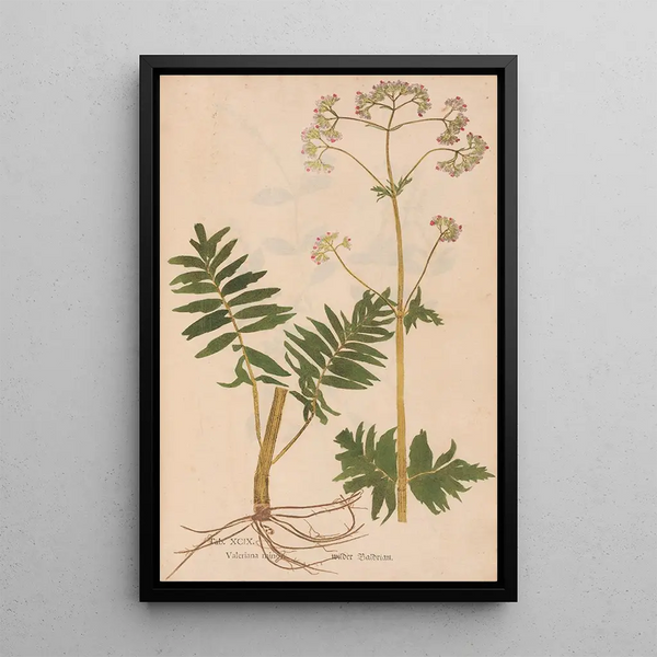 Reproduktion af maleriet Ectypa vegetabilium Pl099 - Christian Gottlieb Ludwig