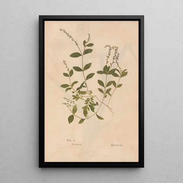 Reproduktion af maleriet Ectypa vegetabilium Pl100 - Christian Gottlieb Ludwig