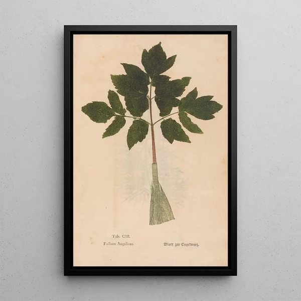 Ectypa vegetabilium Pl103 - Christian Gottlieb Ludwig — indrammet kunstværk på væggen