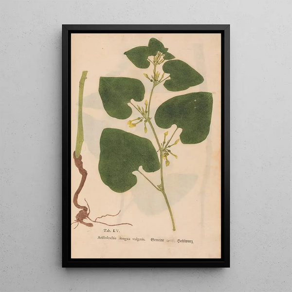 Reproduktion af maleriet Ectypa vegetabilium Pl105 - Christian Gottlieb Ludwig