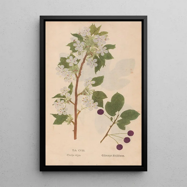 Ectypa vegetabilium Pl108 - Christian Gottlieb Ludwig — indrammet kunstværk på væggen