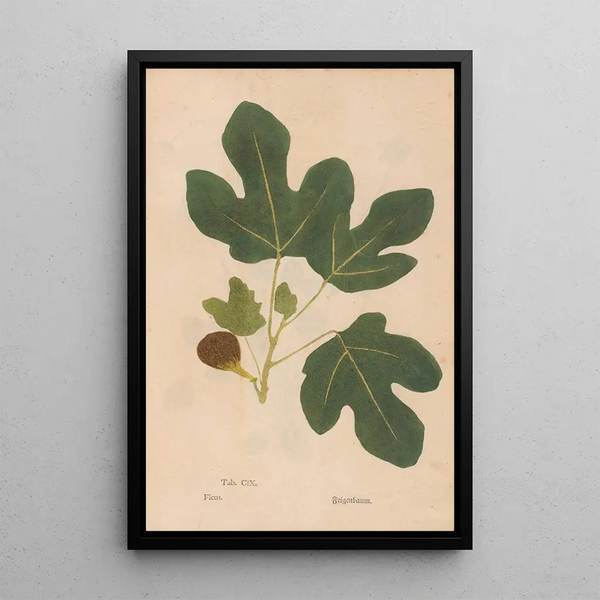 Reproduktion af maleriet Ectypa vegetabilium Pl109 - Christian Gottlieb Ludwig