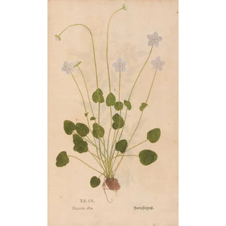 Christian Gottlieb Ludwig - Ectypa vegetabilium Pl110.webp