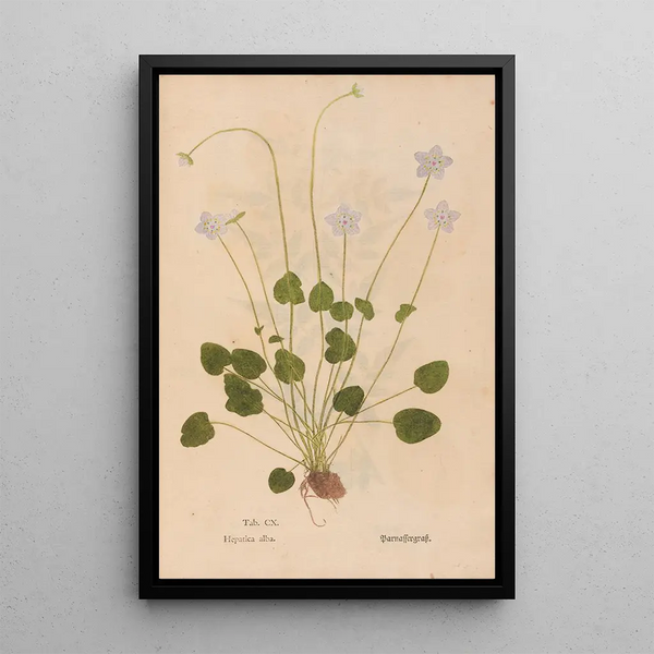 Ectypa vegetabilium Pl110 - Christian Gottlieb Ludwig — indrammet kunstværk på væggen