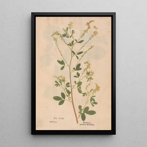 Reproduktion af maleriet Ectypa vegetabilium Pl113 - Christian Gottlieb Ludwig