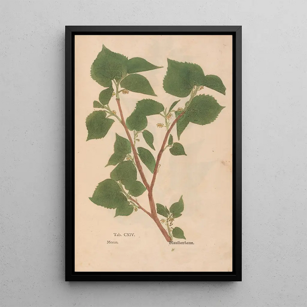 Reproduktion af maleriet Ectypa vegetabilium Pl114 - Christian Gottlieb Ludwig