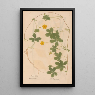 Christian Gottlieb Ludwig - Ectypa vegetabilium Pl116.webp