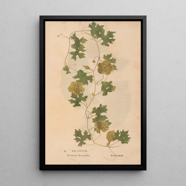 Ectypa vegetabilium Pl127 - Christian Gottlieb Ludwig — indrammet kunstværk på væggen
