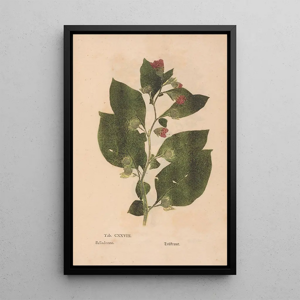 Reproduktion af maleriet Ectypa vegetabilium Pl128 - Christian Gottlieb Ludwig