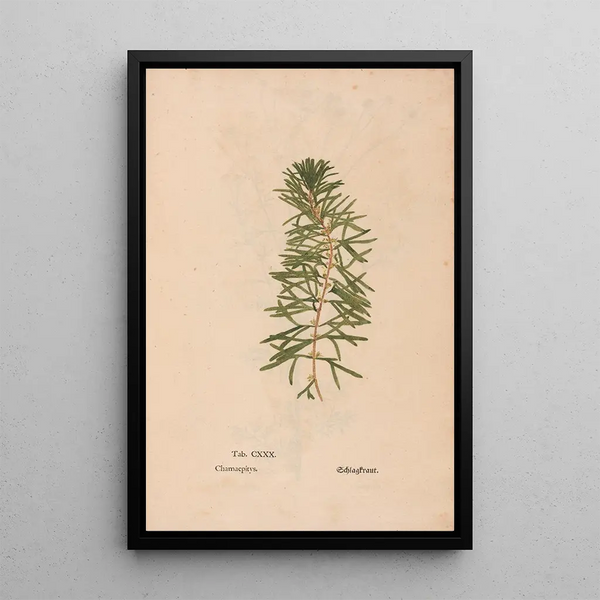 Reproduktion af maleriet Ectypa vegetabilium Pl130 - Christian Gottlieb Ludwig