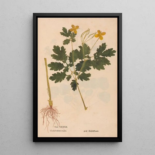 Reproduktion af maleriet Ectypa vegetabilium Pl132 - Christian Gottlieb Ludwig