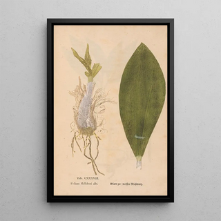 Christian Gottlieb Ludwig - Ectypa vegetabilium Pl138.webp