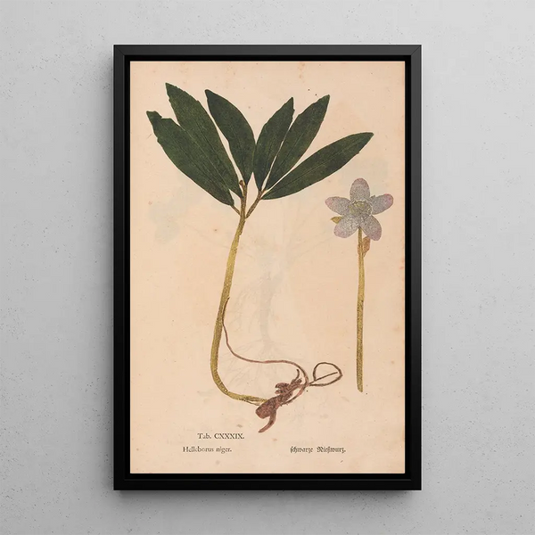 Reproduktion af maleriet Ectypa vegetabilium Pl139 - Christian Gottlieb Ludwig