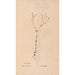 Reproduktion af maleriet Ectypa vegetabilium Pl143 - Christian Gottlieb Ludwig