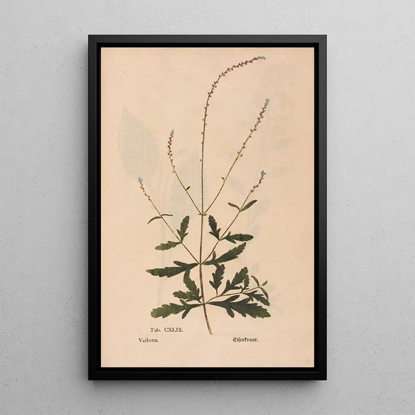 Ectypa vegetabilium Pl149 - Christian Gottlieb Ludwig — indrammet kunstværk på væggen